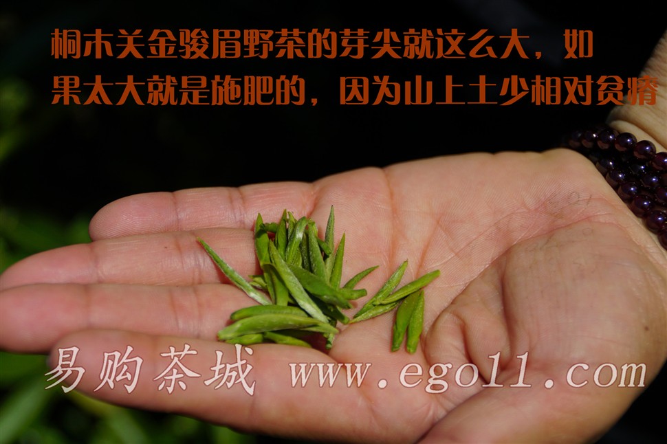 桐木关金骏眉野茶芽尖