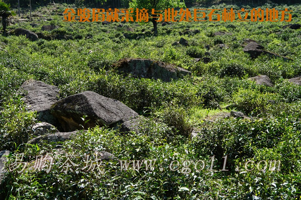 桐木关金骏眉野茶的生长环境