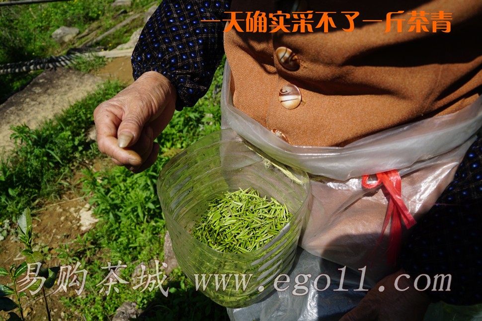 采茶工接近采的桐木关金骏眉茶芽