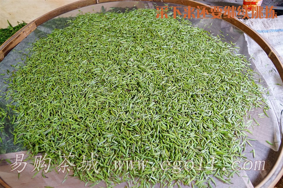 放到筐子里挑拣的桐木关金骏眉茶芽