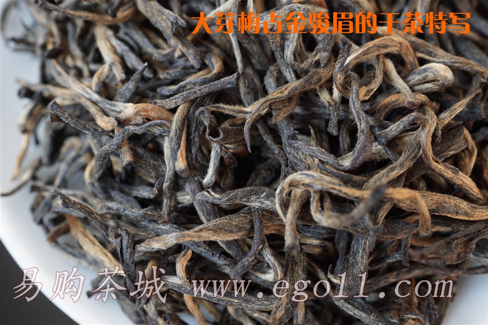 高山头春大芽梅占金骏眉干茶特写