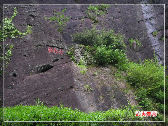 武夷山九龙窠母树大红袍