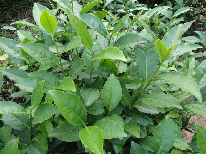 毛蟹铁观音茶叶品种