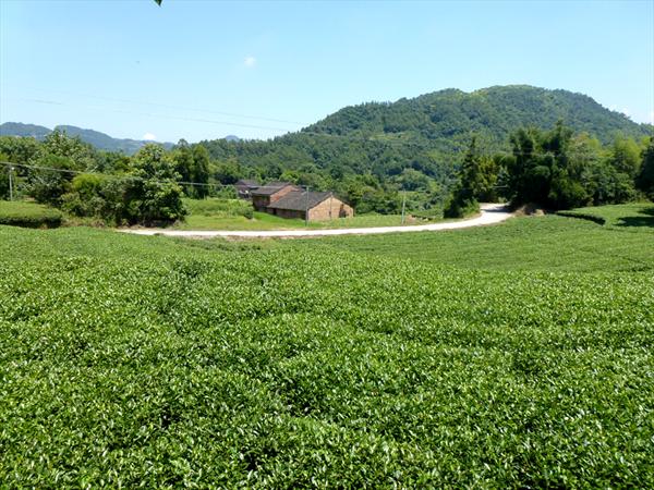 白茶种植