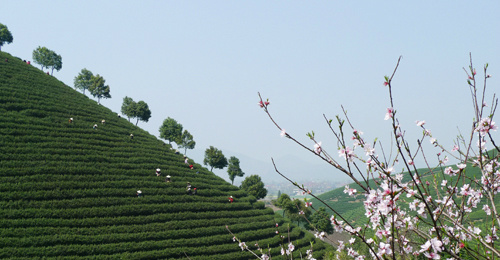 白茶种植